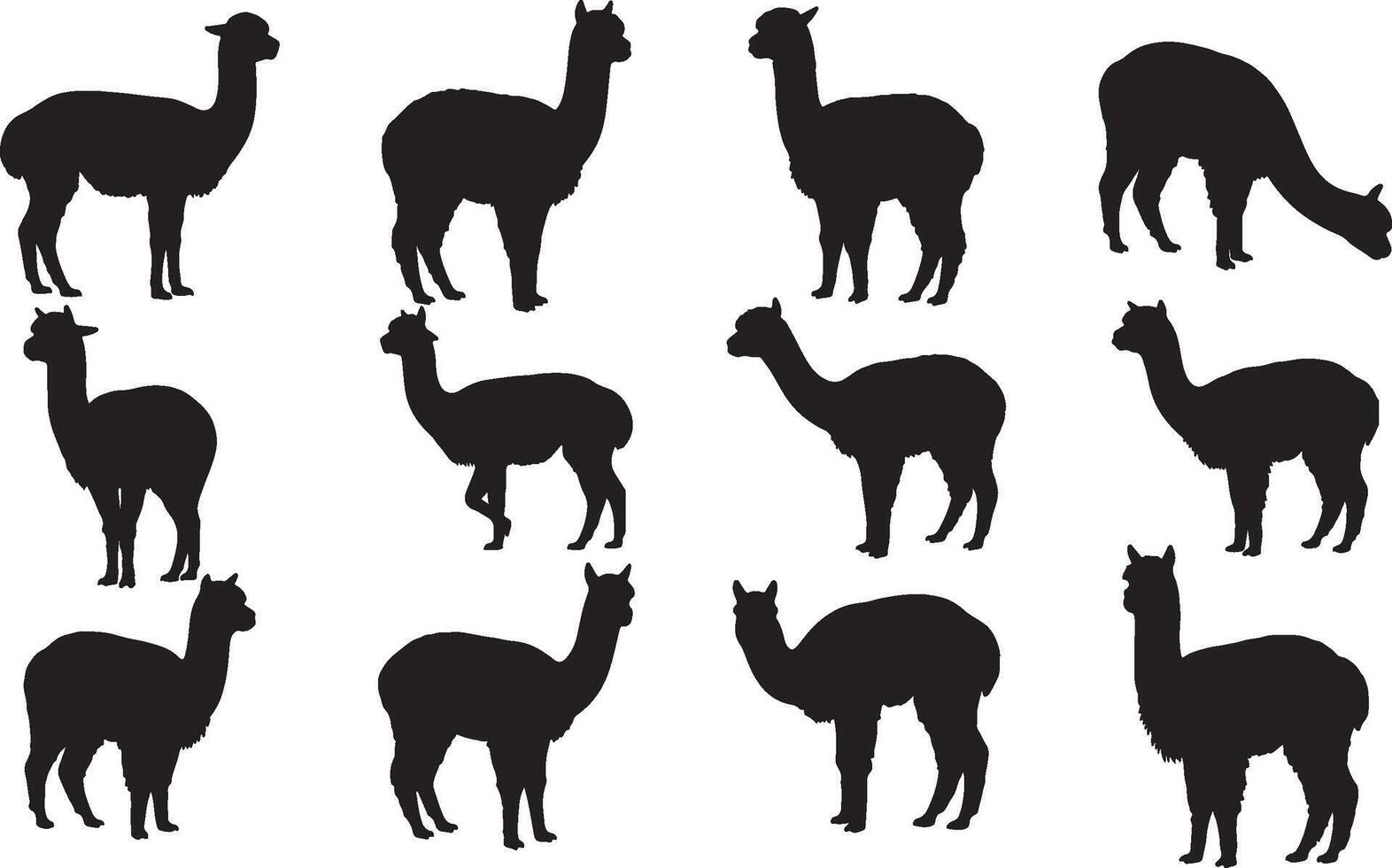 Silhouettes of llamas and alpacas on a white background vector