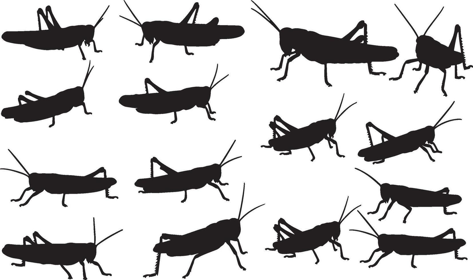 Silhouettes of grasshoppers on a white background vector