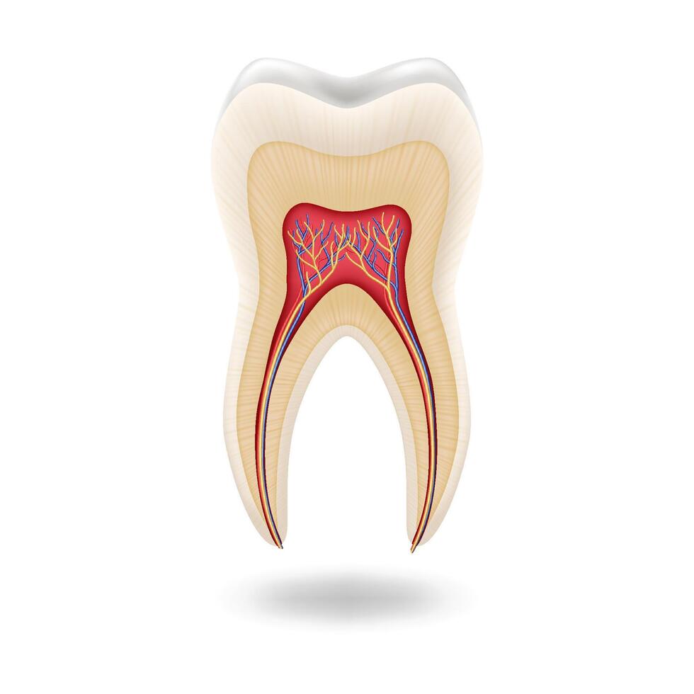 Illustrated crosssection showing human tooth anatomy with root canals and pulp visible in center on white background. Educational and dental use. Comprehensive view with copy space. vector