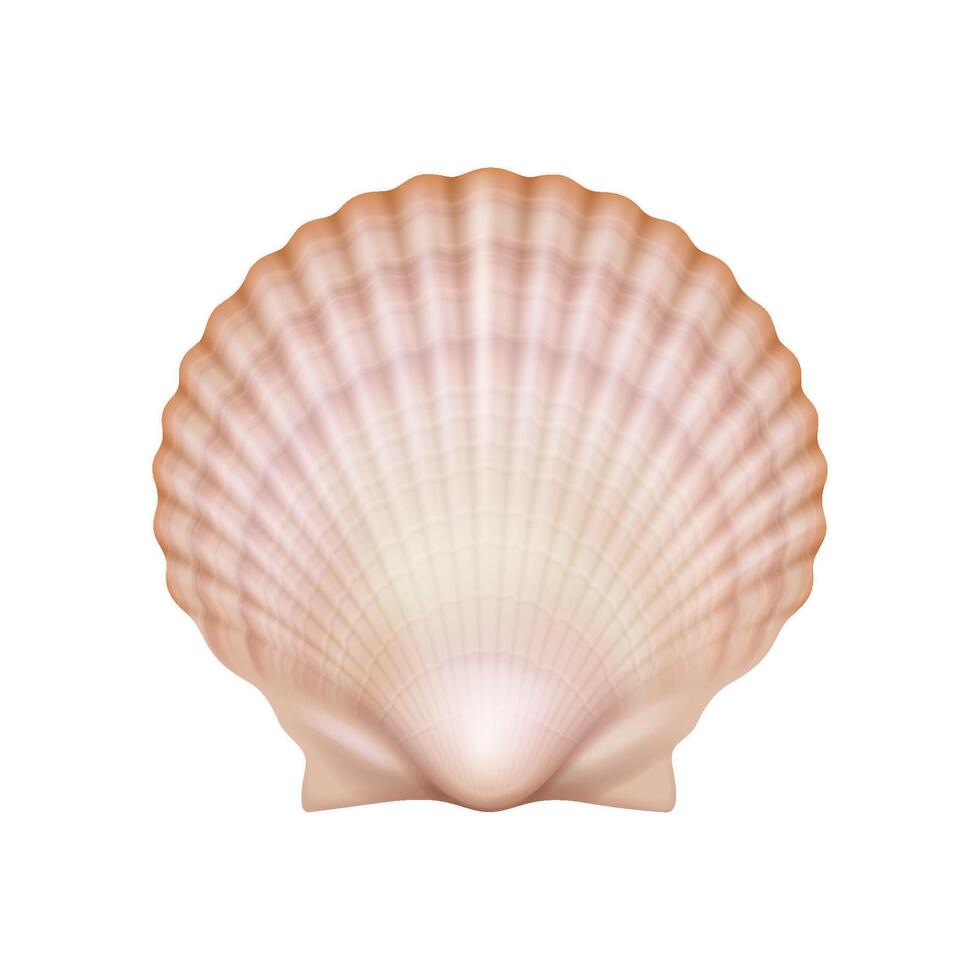 Realistic illustration of scallop shell in soft pastel colors representing marine life and beach themes isolated on white background with copy space. vector