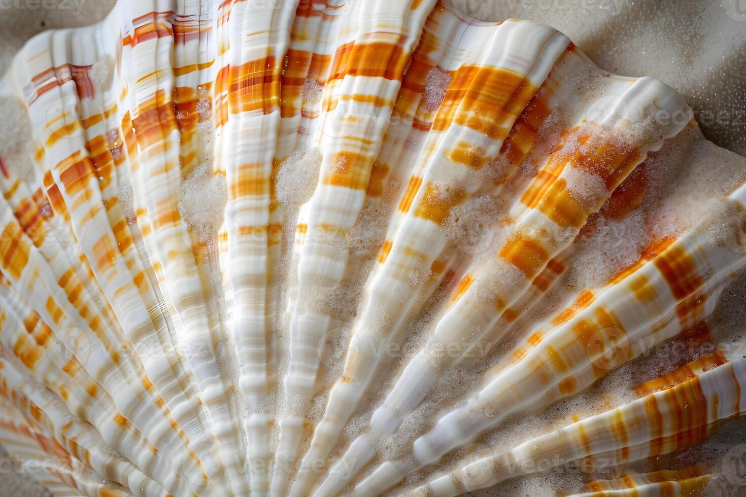 Seashell's Intricate Design A Close-Up Look at the Shell's Radiating Pattern, Featuring Vibrant Hues and Detailed Texture, Showcasing Nature's Artistic Mastery in Coastal Wonders. photo