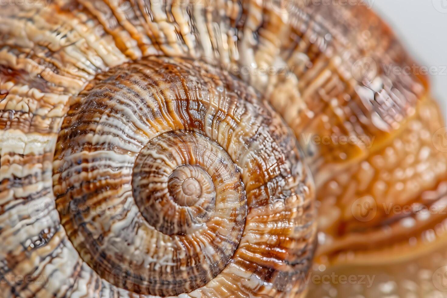 Snail Shell's Spiral Detailed Close-Up of a Brown and White Spiral Shell, Revealing Intricate Texture and Pattern in Nature's Design. An Amazing Natural Wonder. photo