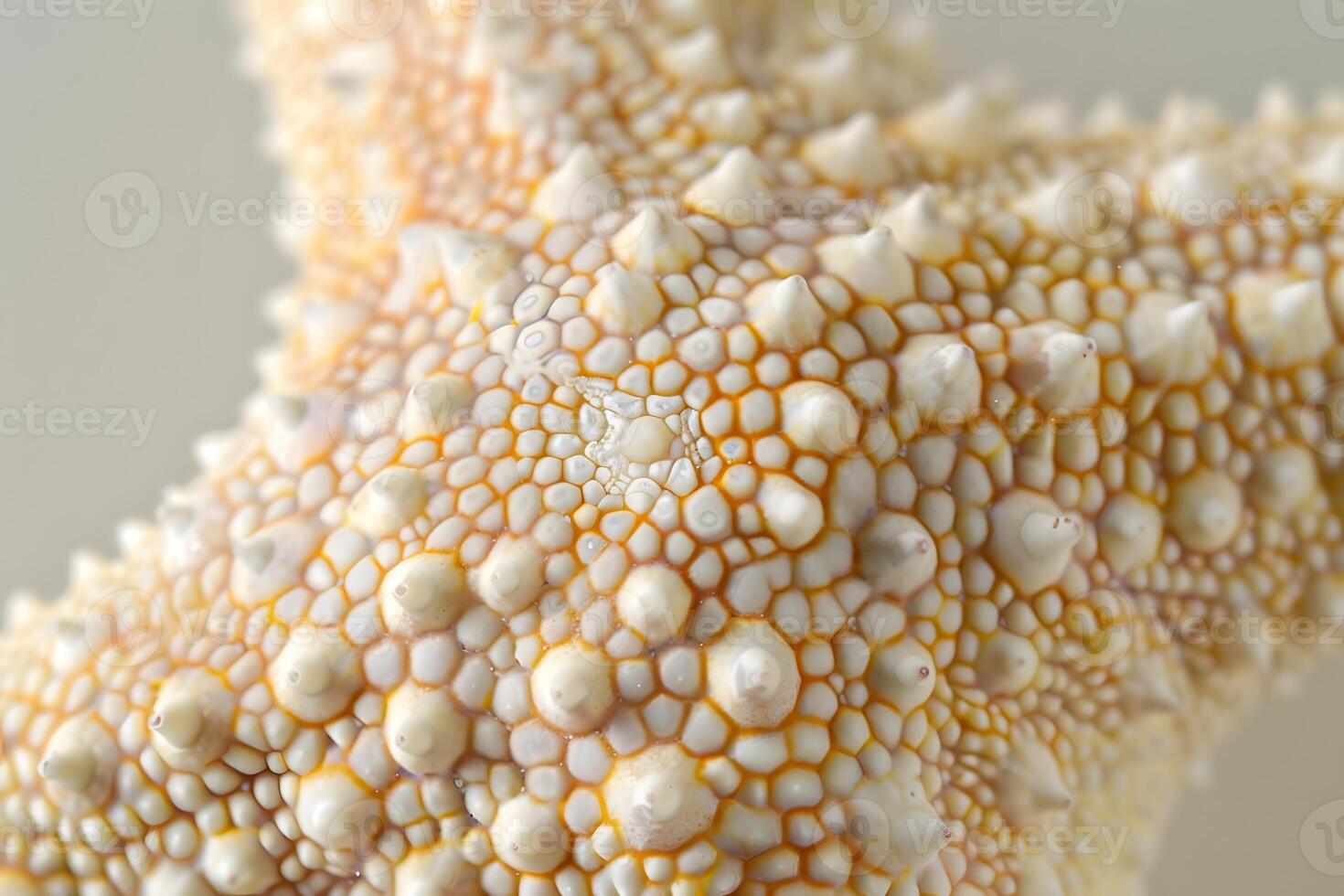 Starfish Skin Close-Up View of Detailed Texture, Unique Pattern, and Intricate Design of a Starfish's Surface, Revealing the Complex Structure of Marine Invertebrates Up Close. photo