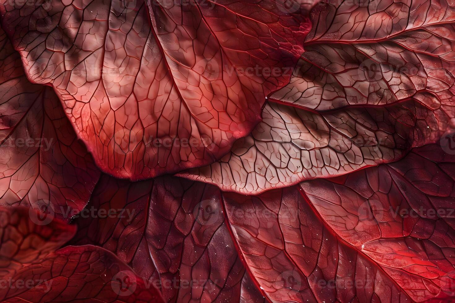 Intricate Veins of Crimson Leaves A Close-Up Macro Study Revealing Nature's Detailed Beauty in Deep Red Hues, Exploring the Organic Structure of Botanical Elements with Stunning Depth and Texture. photo