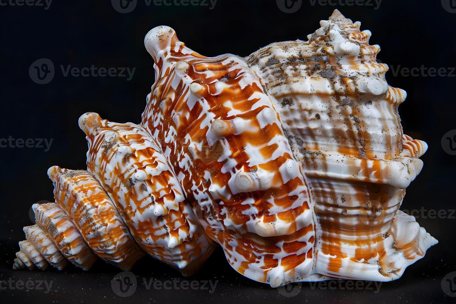 Seashell's Spiral A Detailed Examination of a Unique Orange and White Seashell's Exquisite Texture and Intricate Design, Showcasing Nature's Artistic Mastery in the Ocean's Depths. photo