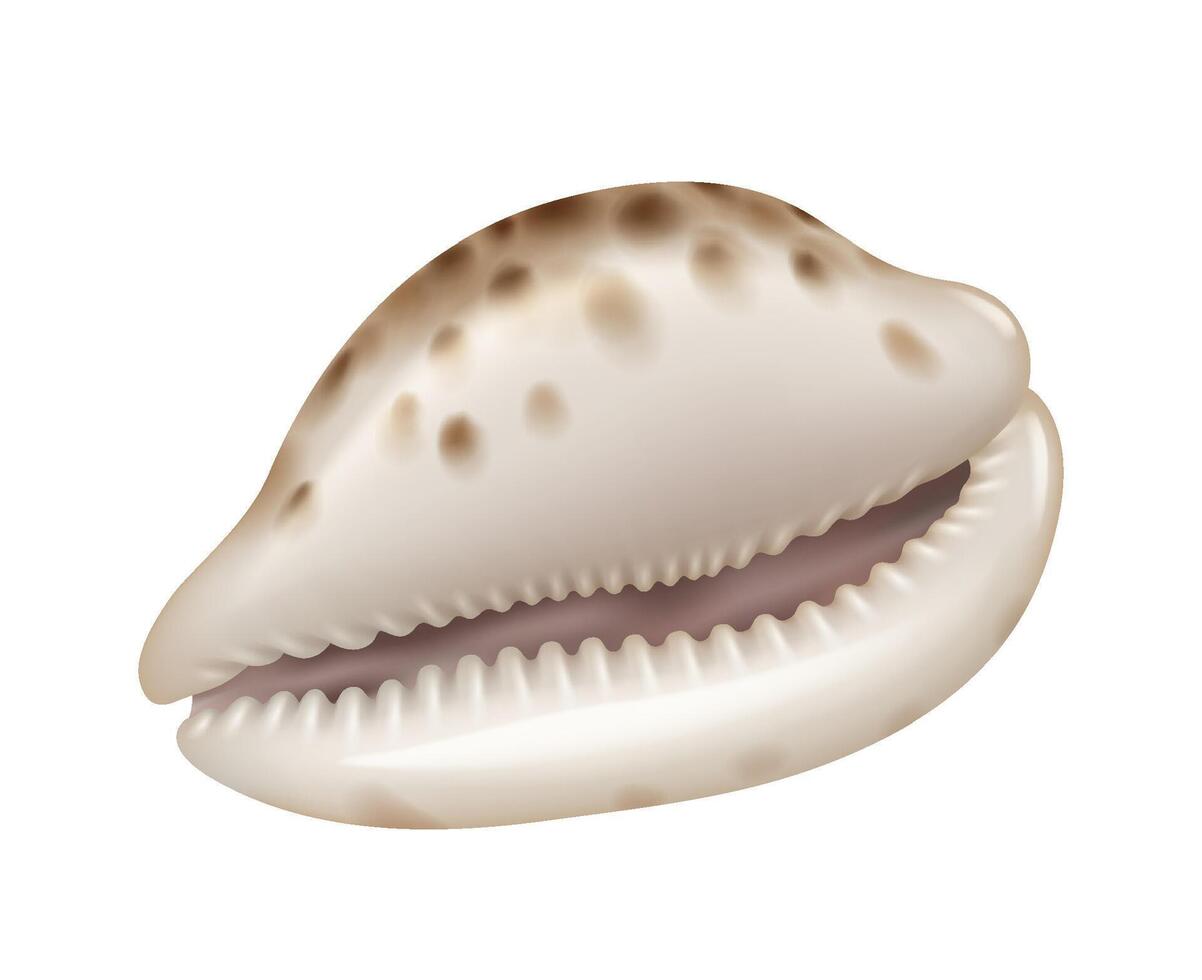Cowrie shell illustration in soft white and brown tones displaying natural beauty used in decoration and jewelry with white background. Detailed texture and elegant curves highlighted. vector