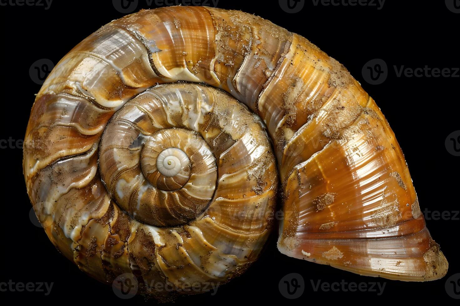 Detailed Spiral Shell A Close-Up Study of a Gastropod's Shell Structure, Revealing the Intricate Geometry and Textural Beauty with Remarkable Clarity. photo