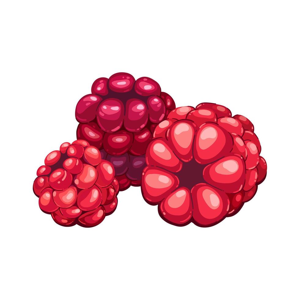 Hand drawn cartoon illustration of isolated red Fresh sweet raspberry for ice cream filling, delicious natural dessert, Decorative food collection, summer fruit for smoothie ingredients, for cooking vector