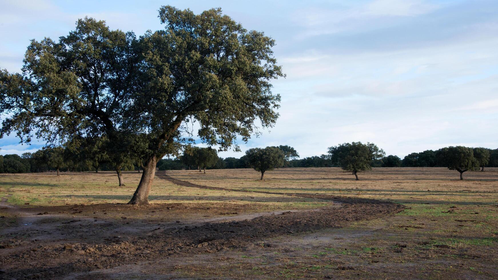 Countryside with trees at sunrise. Extremadura, Spain photo