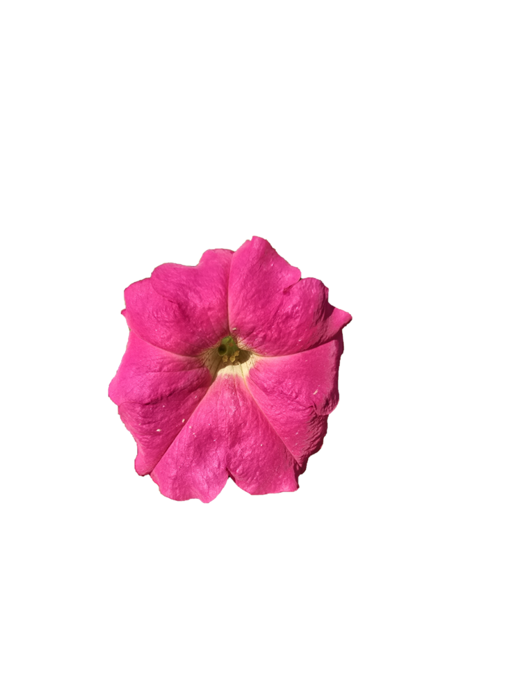 Soft pink bloom from above png