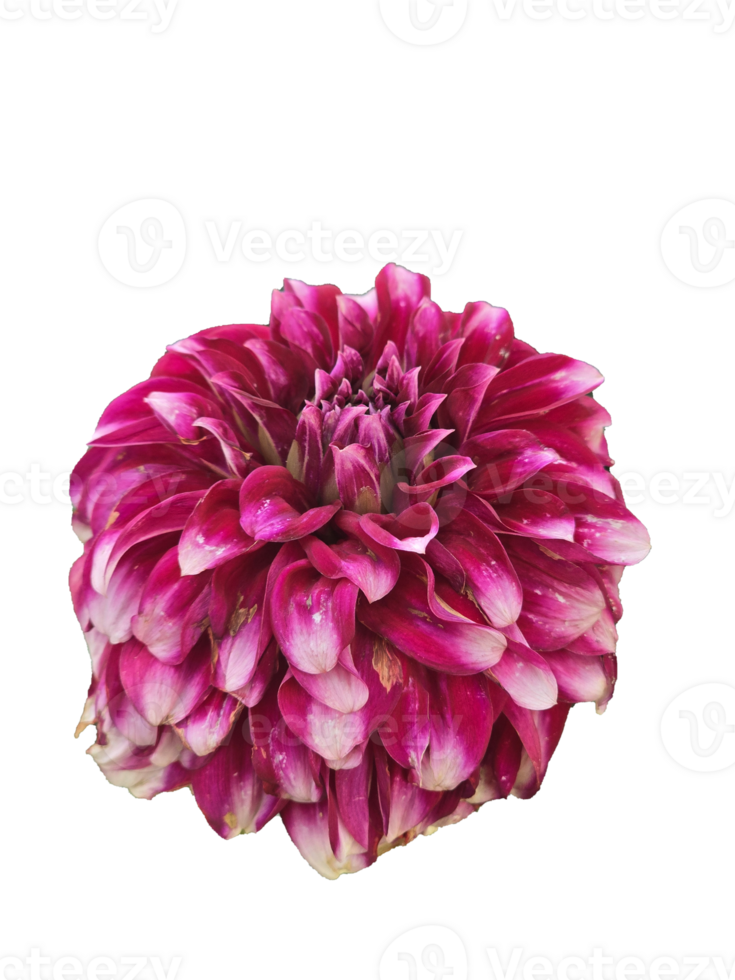 Bold Dahlia in Full Bloom png