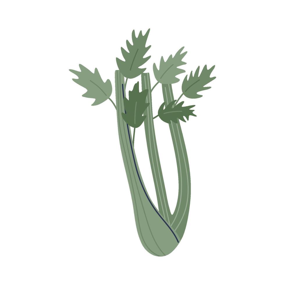 Celery stalks and leaves. Green vegetable. Healthy natural raw superfood. Hand drawn flat design illustration. vector