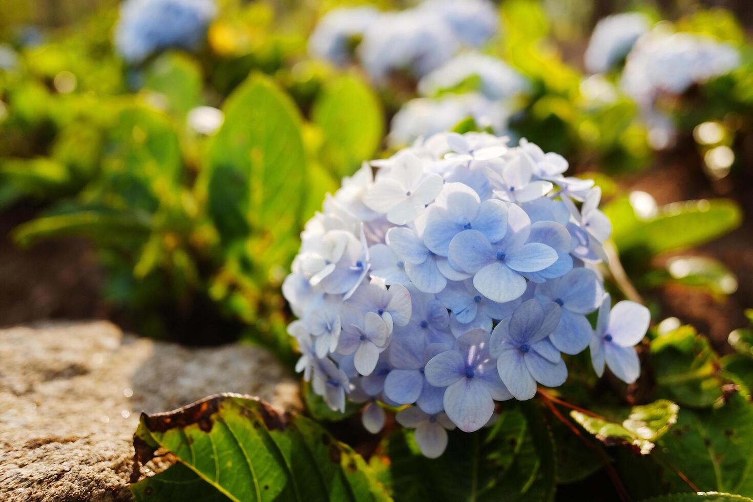 Close up blooming purple and violet Hydrangea flowers in natural sunlight on summer of garden. Copy space photo