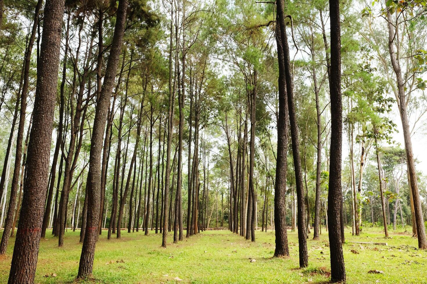 Beautiful pine forest and green lawn in natural sunlight photo