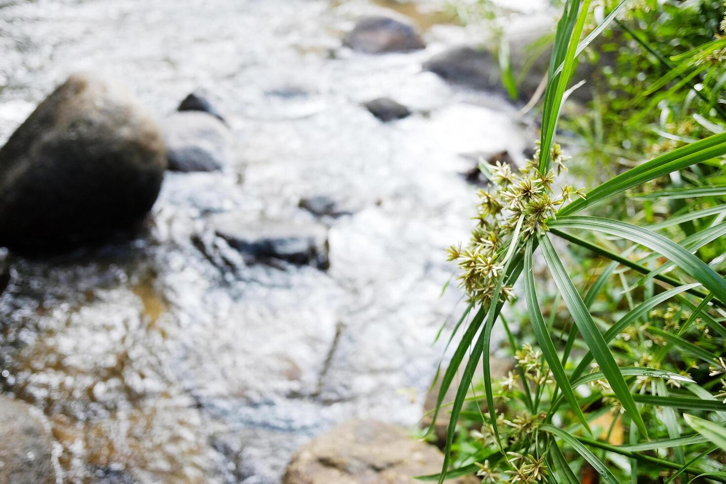 Blooming Umbrella plant or Flatsedge on fresh stream and waterfall in natural tropical rainforest in Thailand photo
