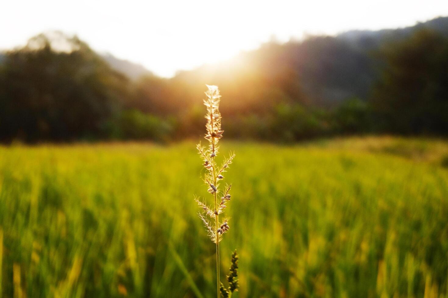Beautiful wheat or grass flower Illuminated in warm sunset in paddy rice fields with valley mountain in sunlight of Thailand. Natural background photo