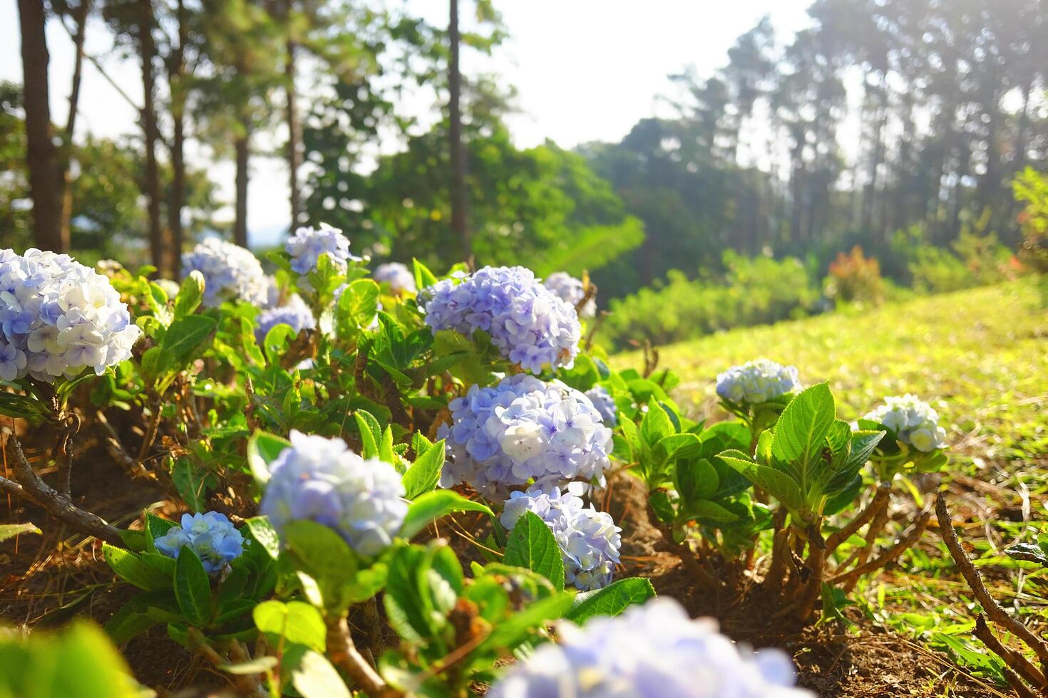 Blooming purple and violet Hydrangea flowers on green lawn of mountain in natural sunlight on summer of garden photo