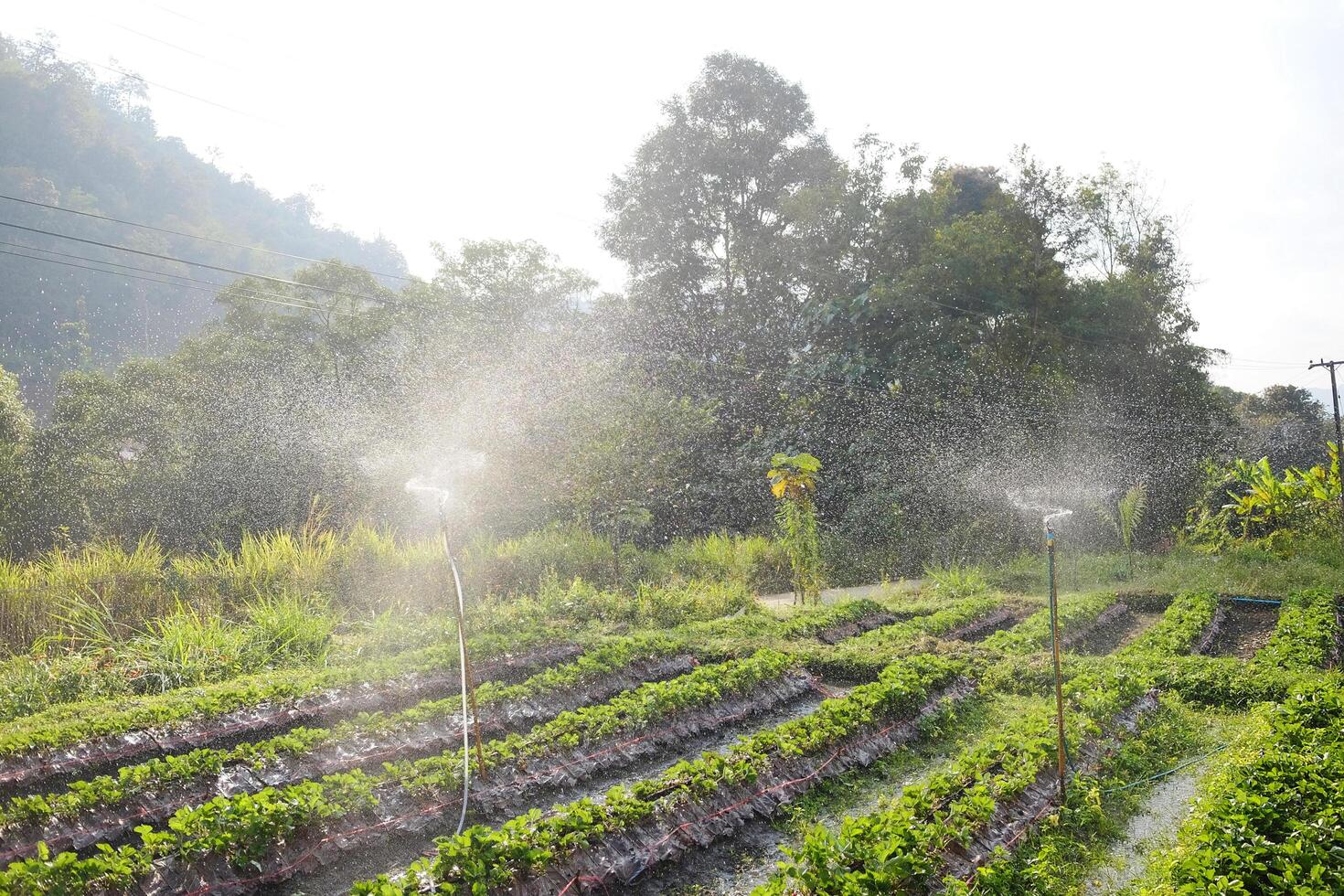 Sprinkler irrigation system spraying water on lettuce vegetable salad cultivation farm and agricultural on the mountain in natural sunlight in Thailand photo