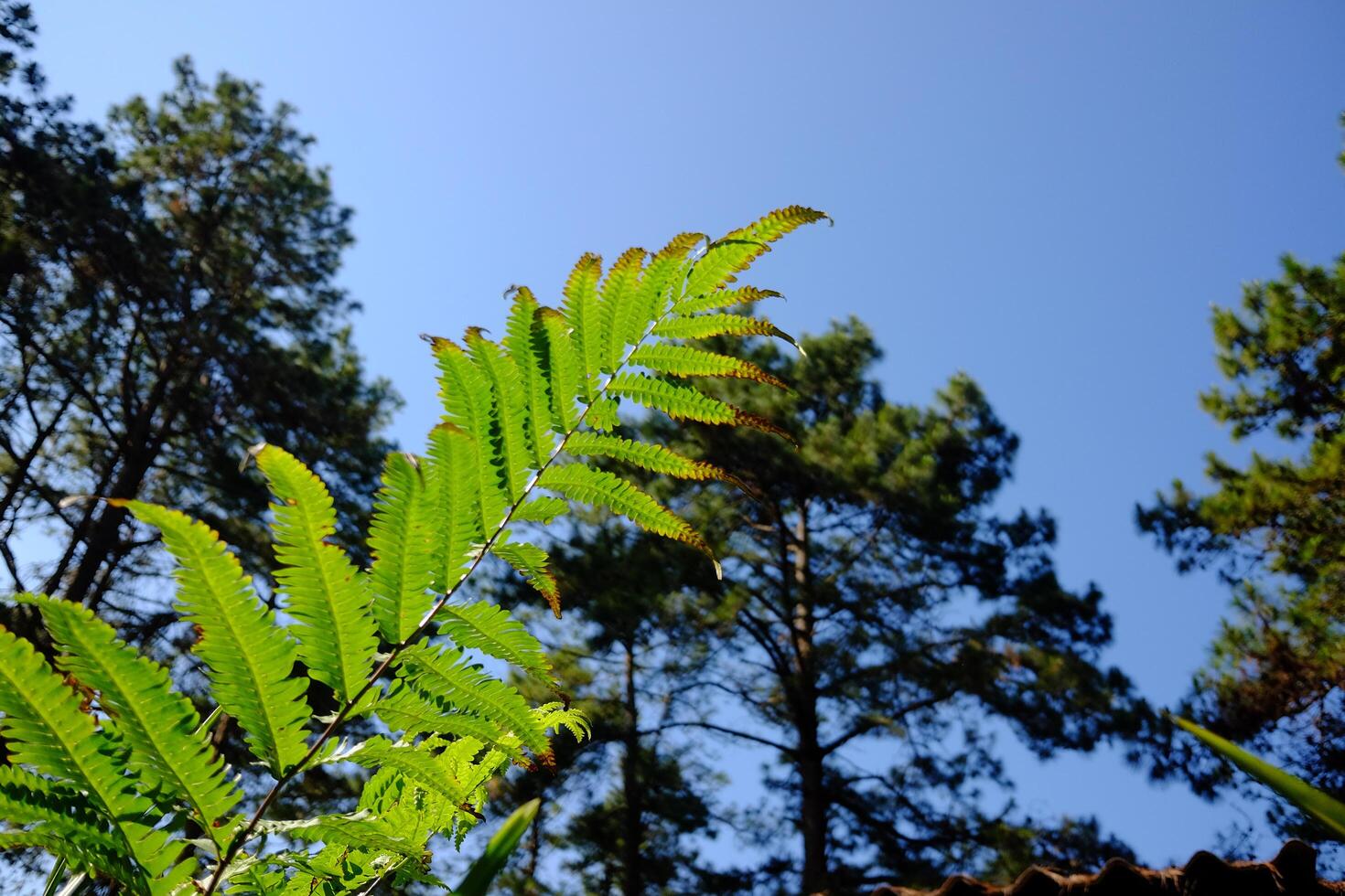 Fresh green Himalayan fern leaf in tropical forest with blue sky in natural sunlight photo