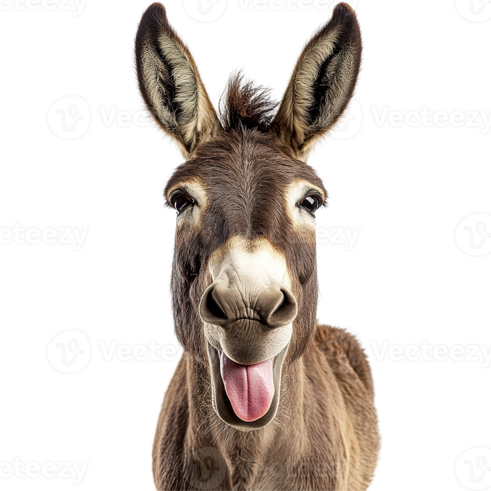 A smiling donkey with its mouth open and tongue sticking out png