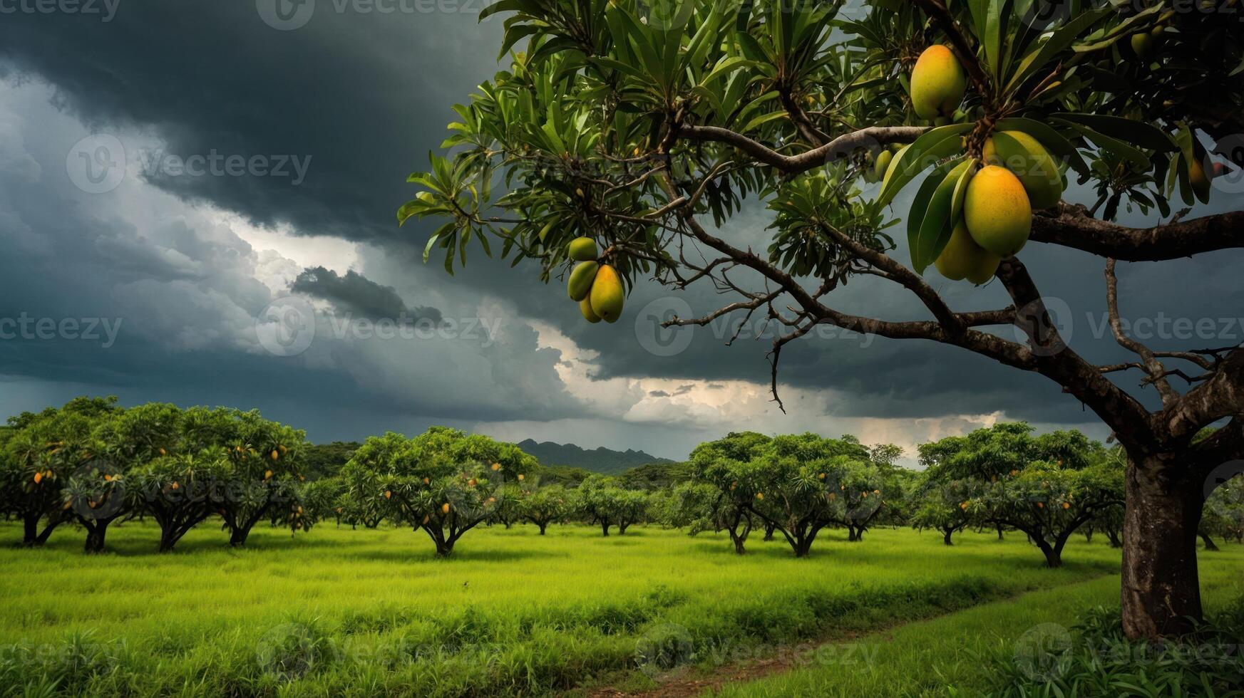 A lush mango orchard under a dramatic sky, showcasing ripe fruit and vibrant greenery. photo