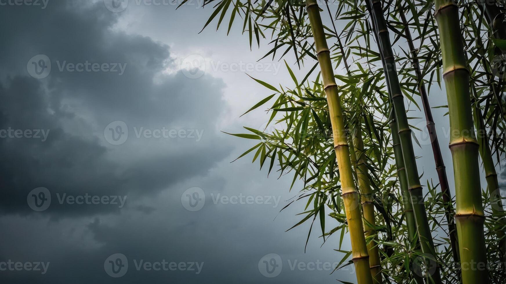 Lush bamboo stalks against a dramatic stormy sky, creating a serene yet moody atmosphere. photo