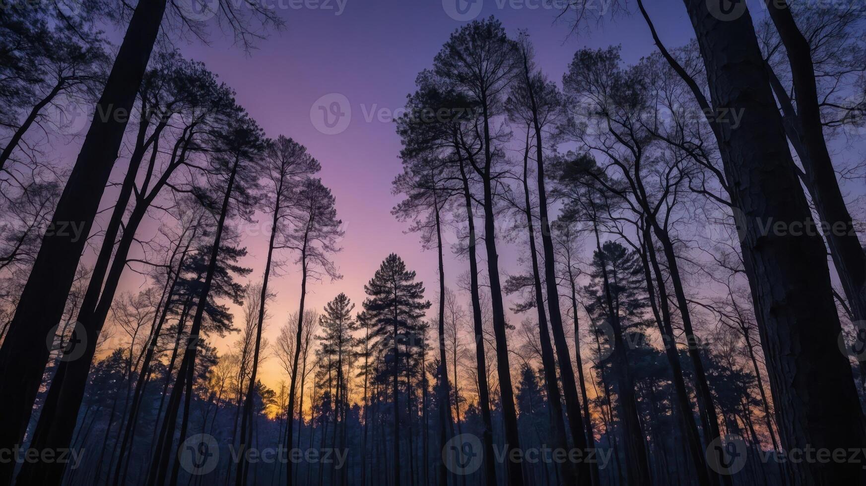 A forest at sunset with tall trees photo