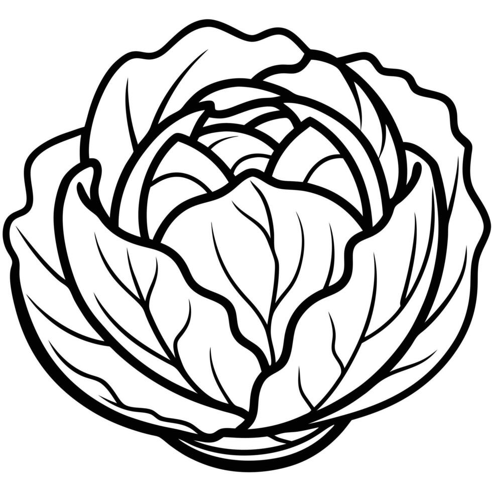 Cabbage Vegetable Outline Black And White Illustration vector