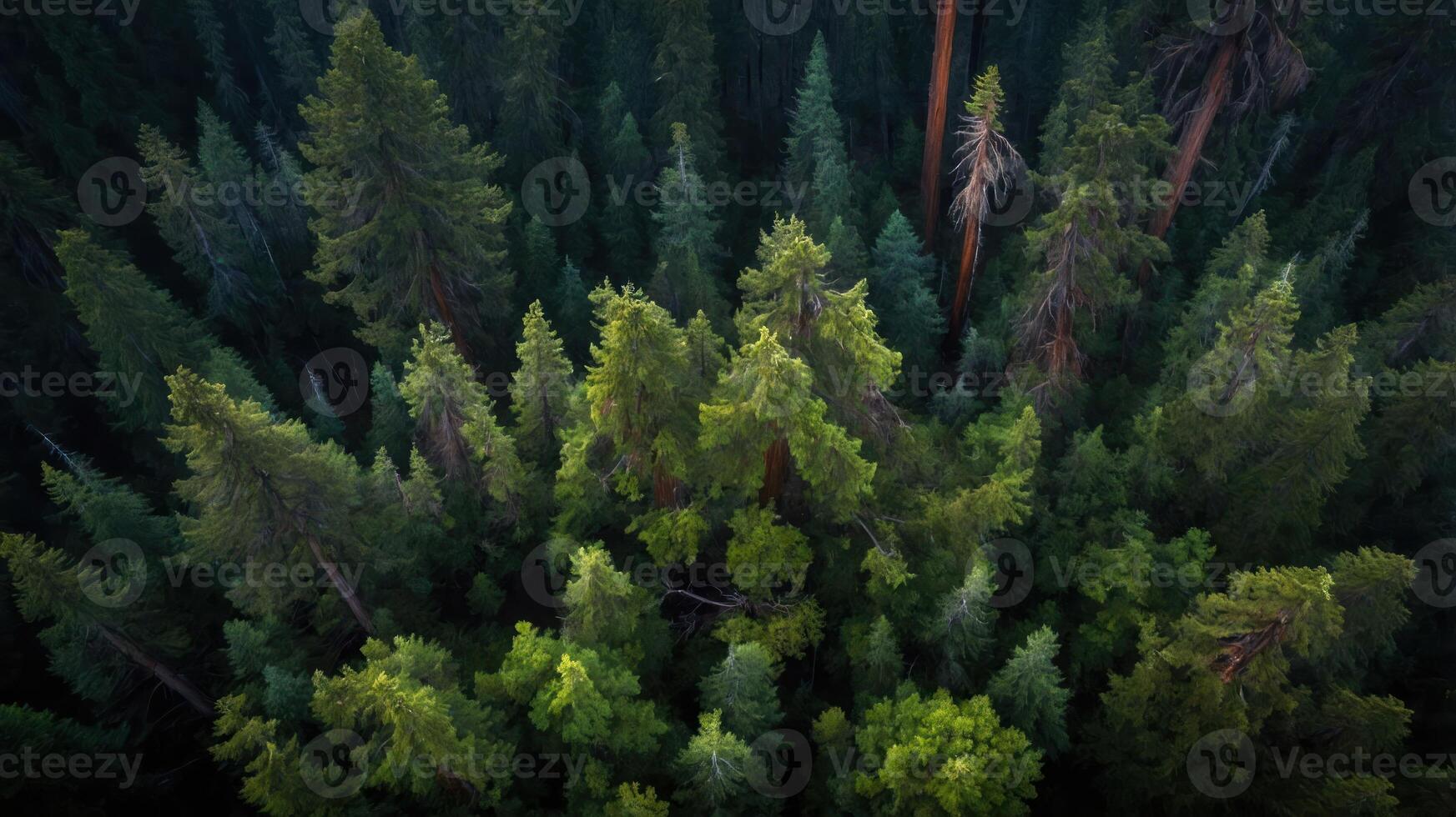 Aerial view of a dense forest showcasing various shades of green trees. photo