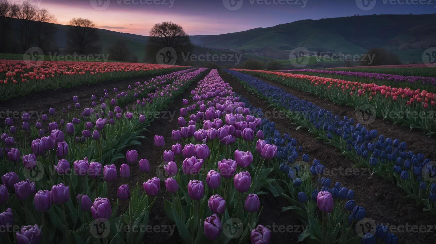A vibrant field of tulips in various colors under a twilight sky, showcasing nature's beauty. photo