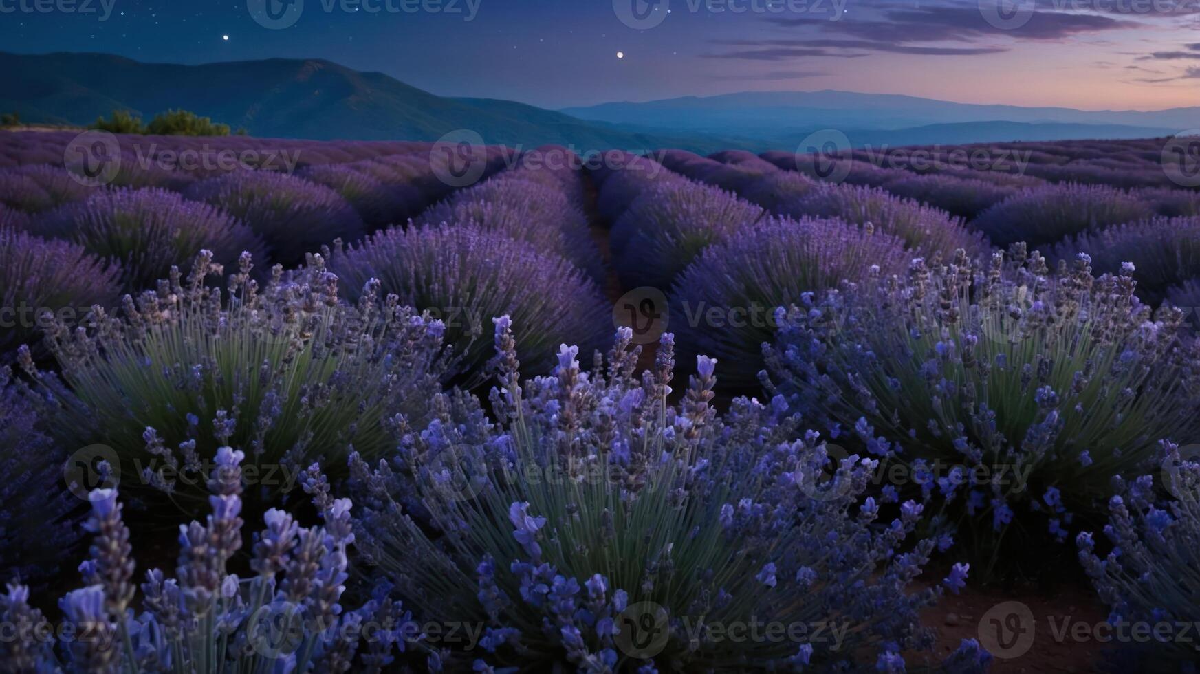 A serene lavender field at dusk, showcasing rows of vibrant purple flowers under a starry sky. photo