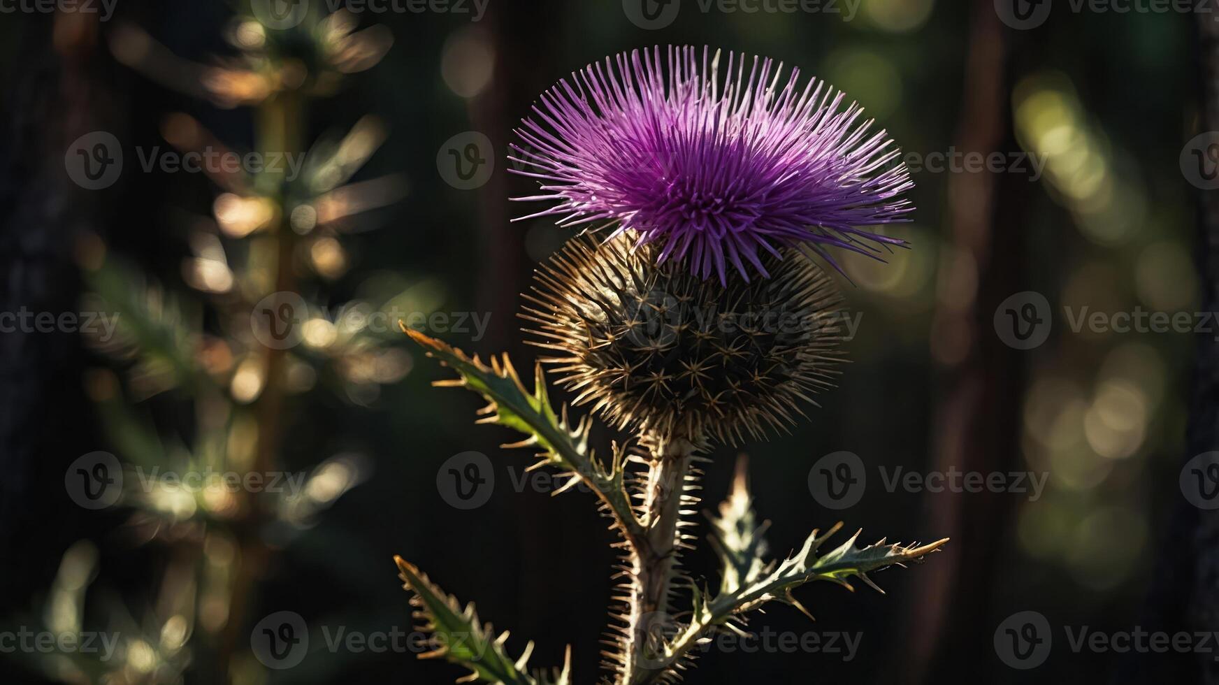 A vibrant purple thistle flower stands out against a dark background in a natural setting. photo