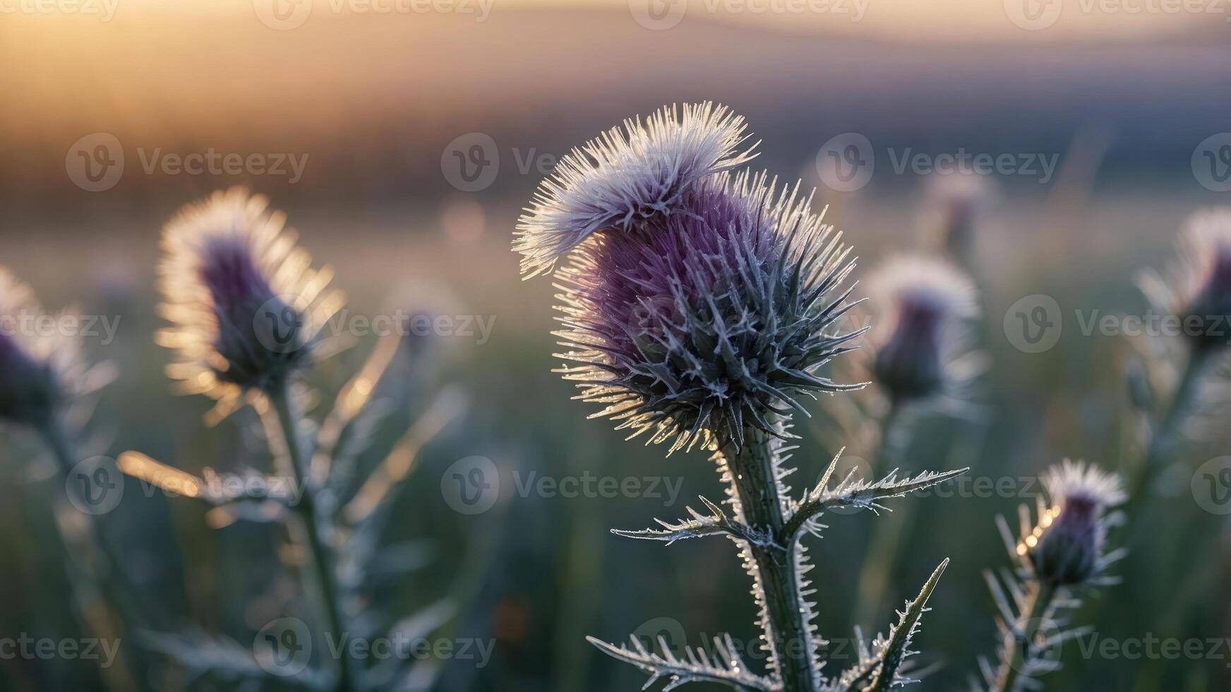 Close-up of thistle flowers glistening with dew at sunrise in a serene landscape. photo