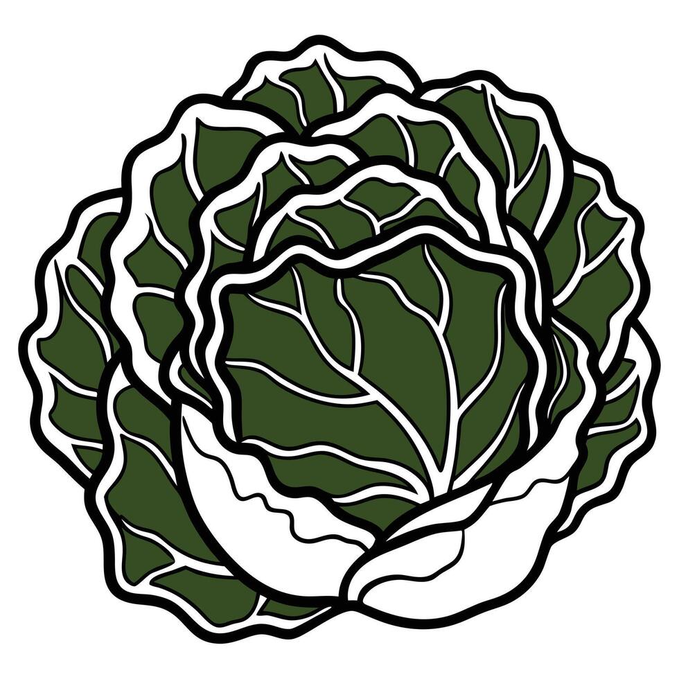 Stylish Cabbage Vegetable Isolated On White Background vector