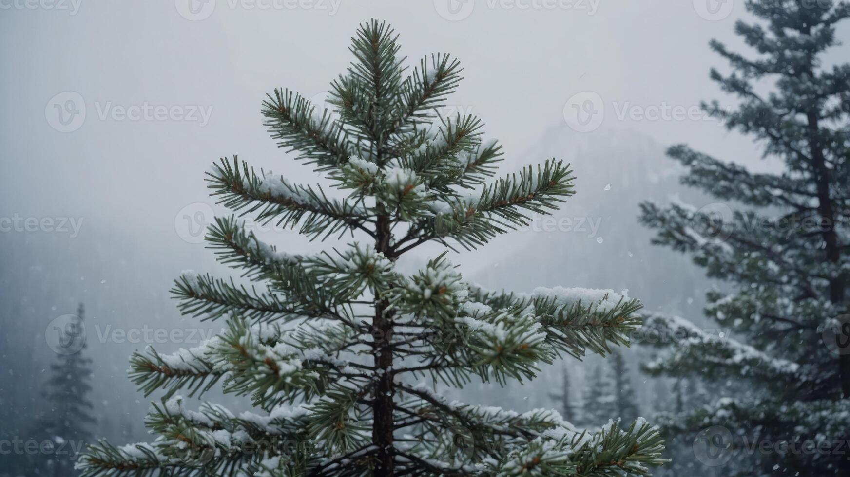 Snow-covered pine tree in a misty forest landscape. photo