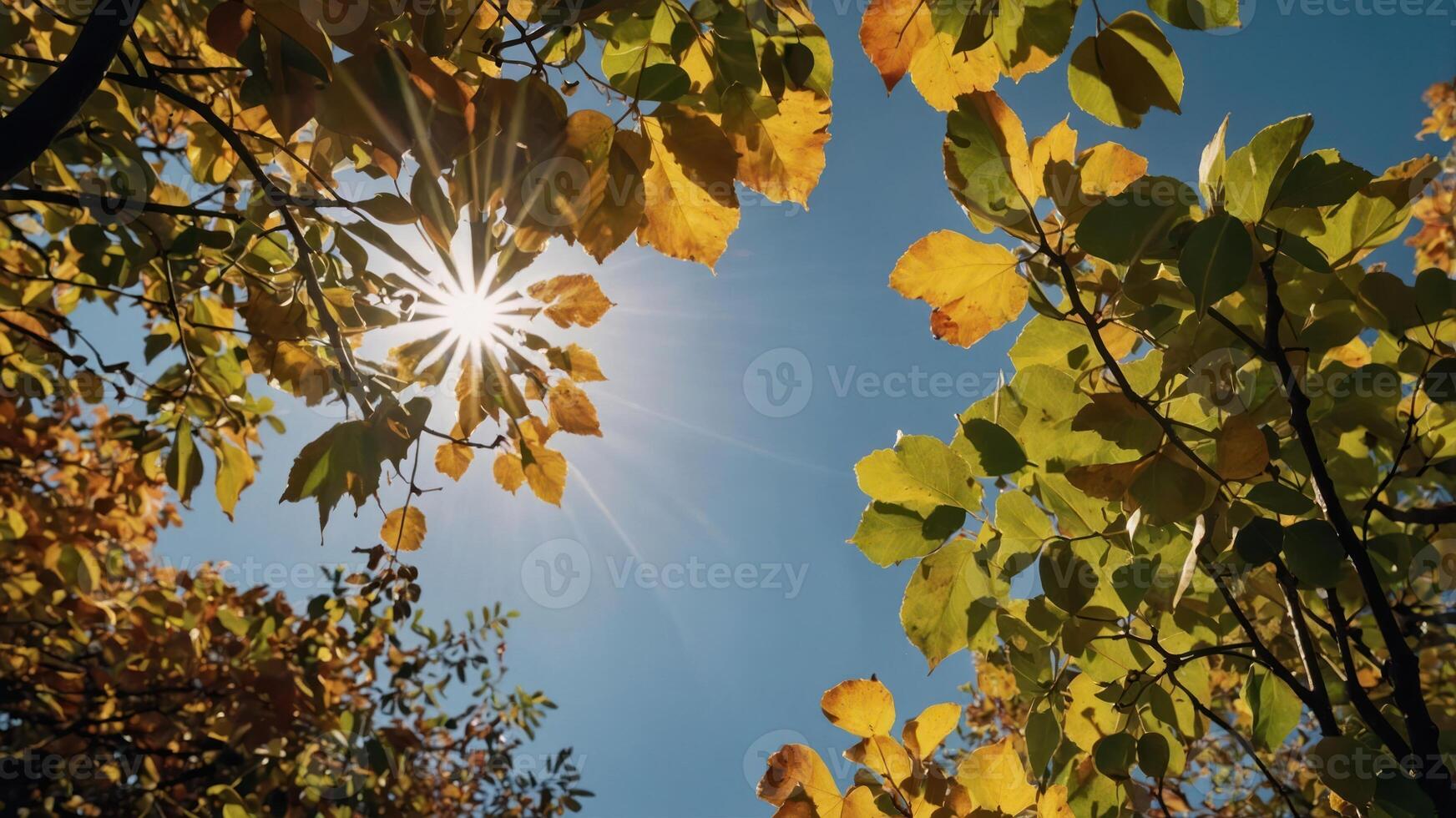 Sunlight filtering through colorful autumn leaves against a clear blue sky. photo