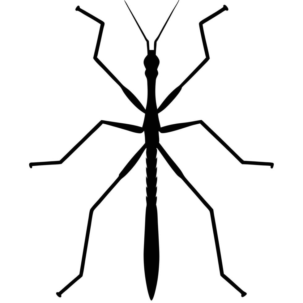 Detailed Stick Insect Silhouette For Scientific Illustration Design vector