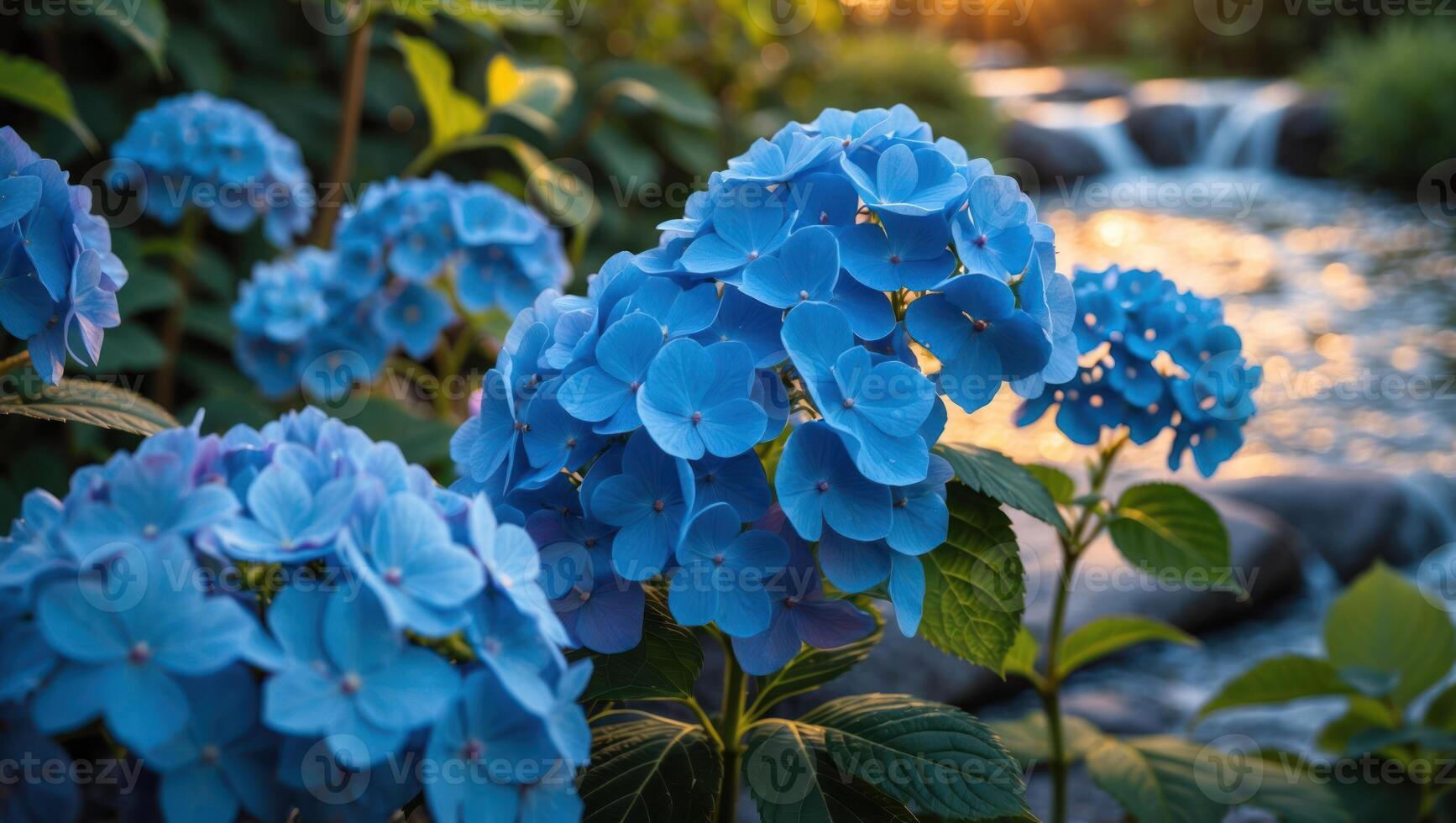 Blooming Hydrangea Flowers by Stream in Summer Garden photo