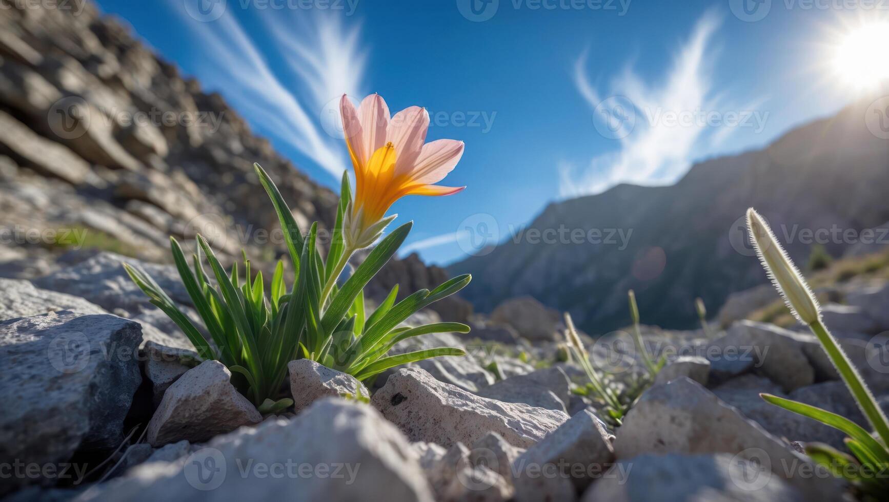 Flower Blooming on Rocky Mountain with Blue Sky and Clouds photo