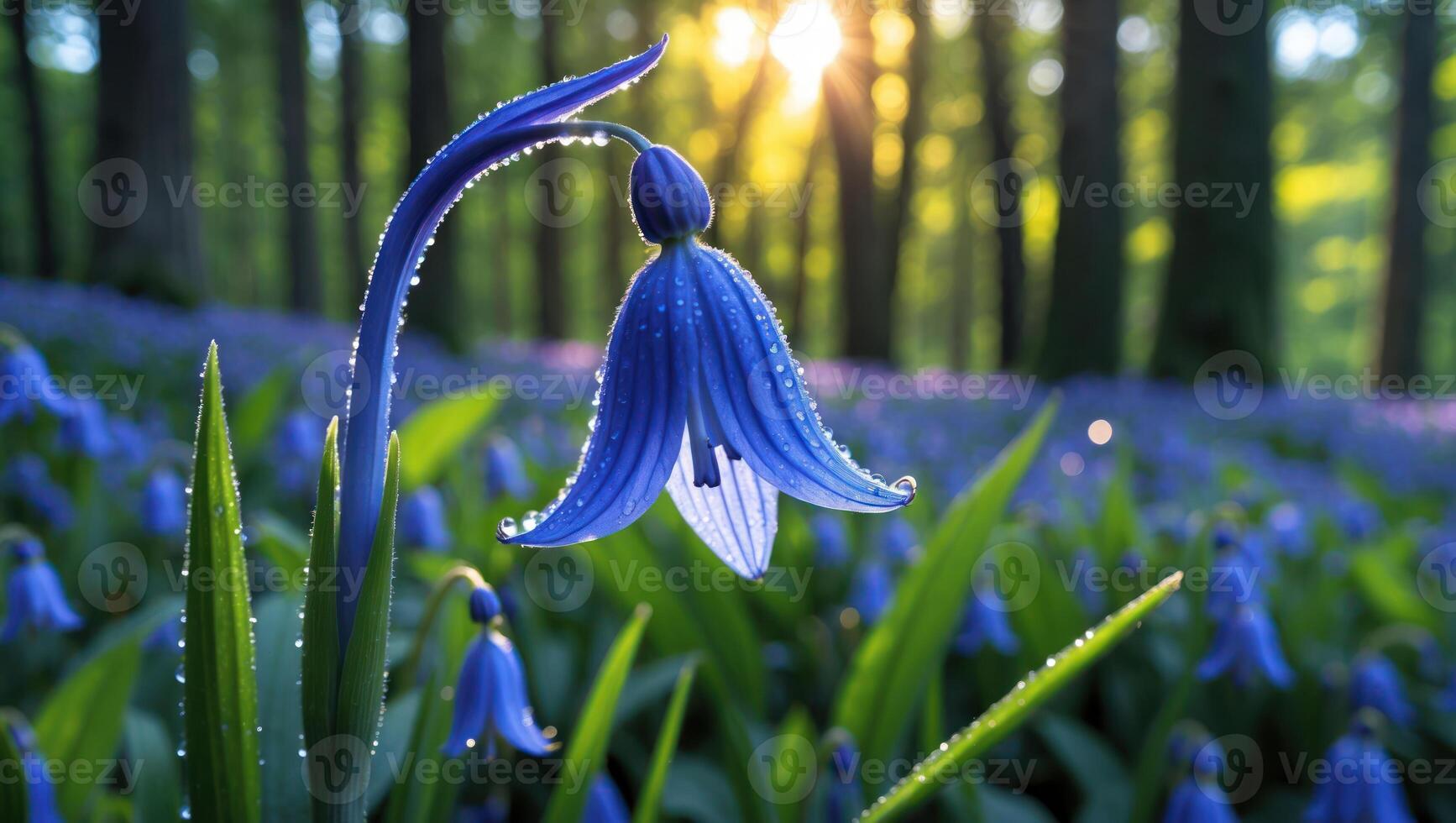 Bluebell Flower Blooming in Forest with Dew Drops photo