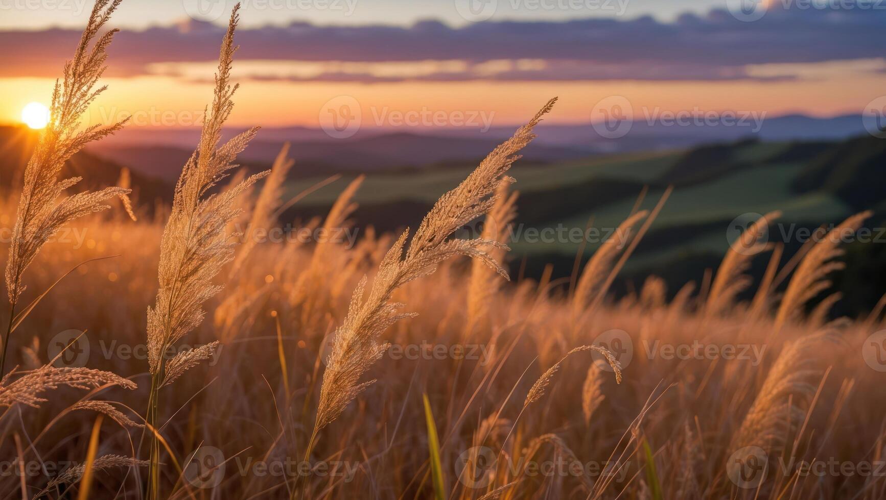Tall Grass Glowing at Sunset in Countryside Field photo