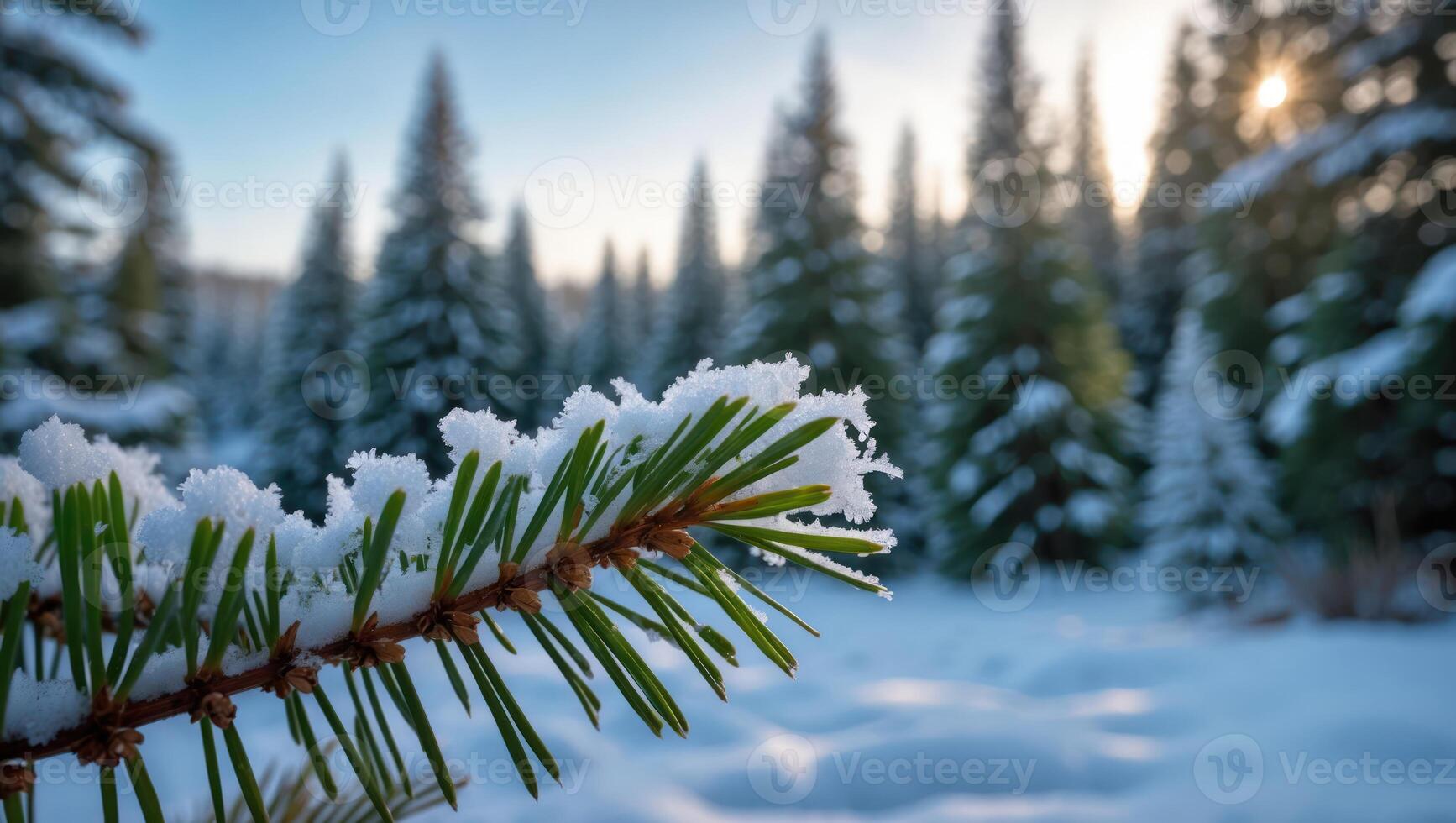 Snow Covered Evergreen Branch in Winter Forest photo