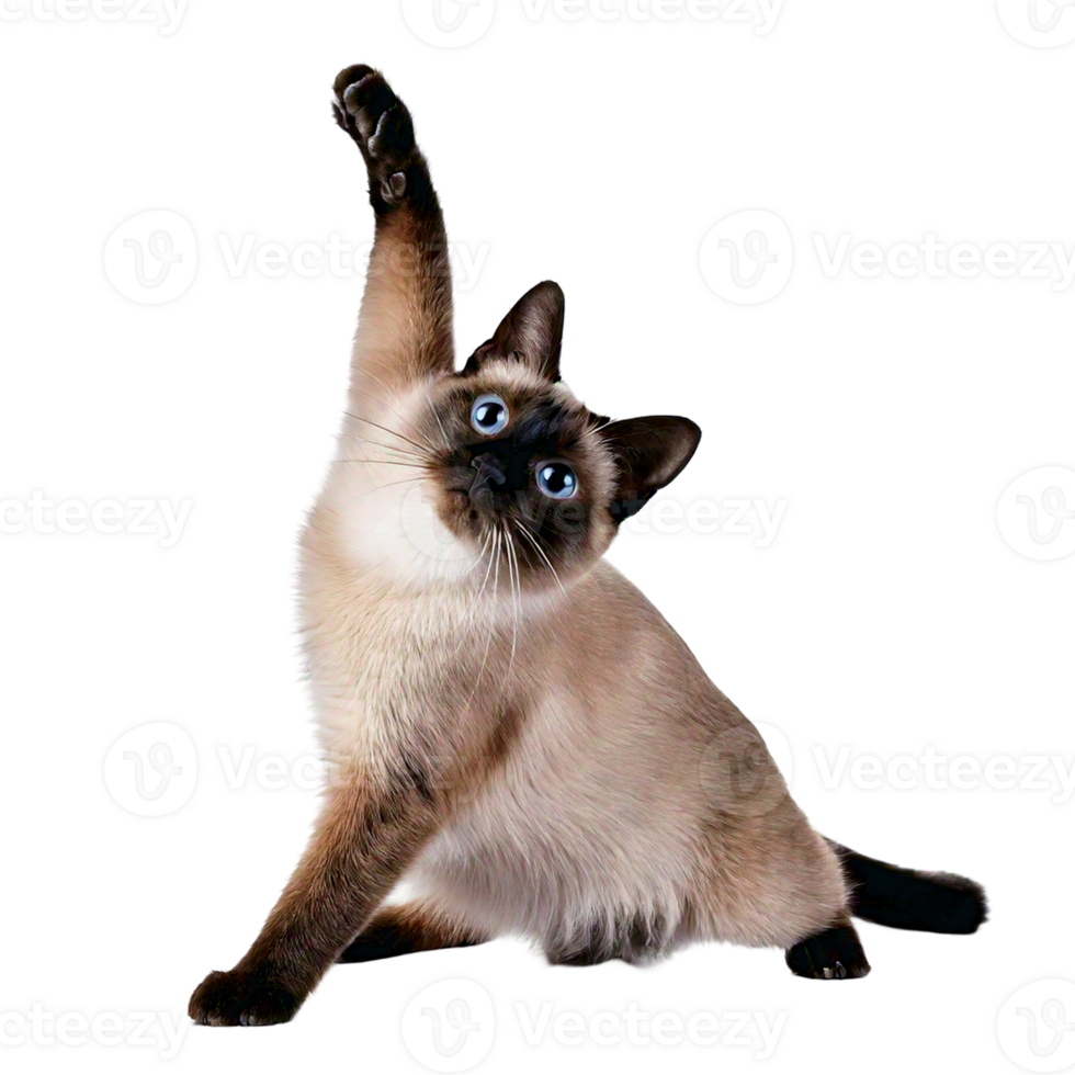 A playful Siamese cat stretching lazily with an elegant posture. png