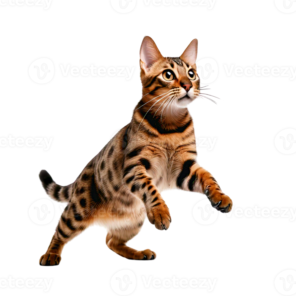 A playful Bengal cat pouncing on an invisible toy. png