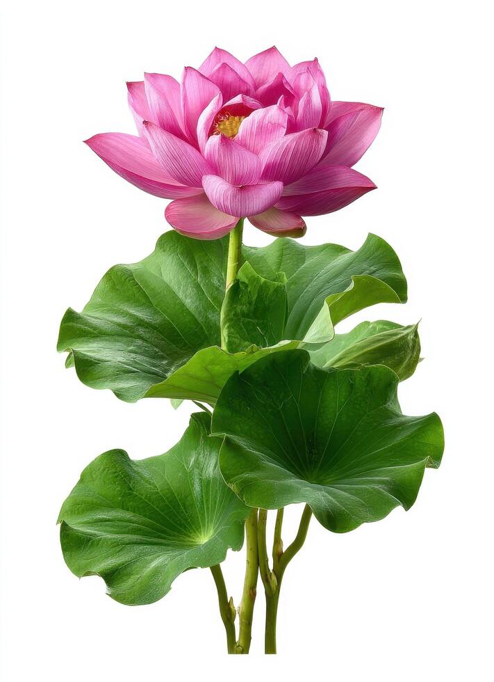 Lotus Flower Blooming Nature Background Isolated Image Bright Copyspace photo