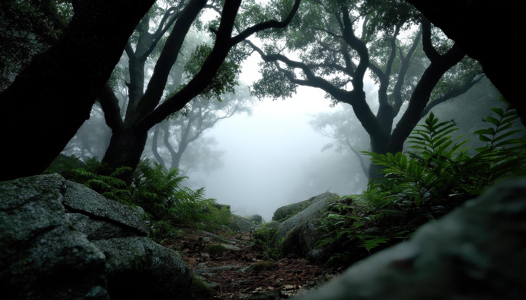 Exploring misty forest paths nature landscape photography serene environment ground-level viewpoint photo