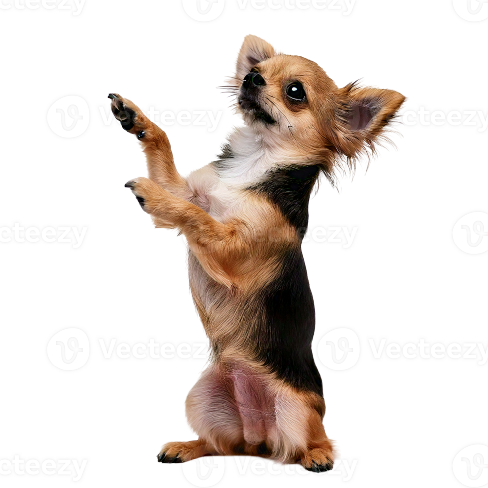A lovely tiny Chihuahua standing on its hind legs, begging for treats png