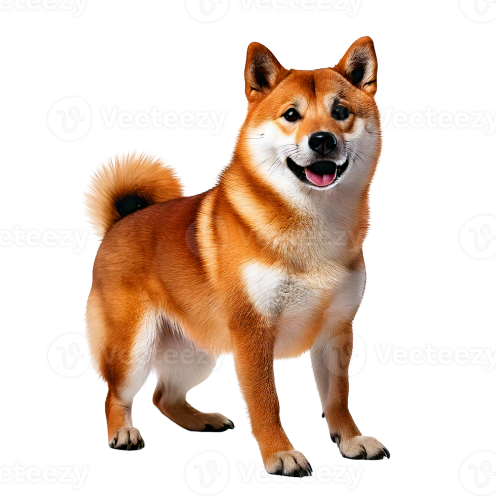 A Shiba Inu with a playful expression and perked-up ears. png