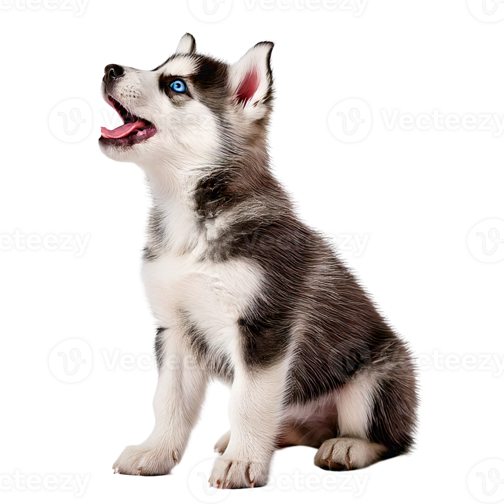 An agile Siberian Husky puppy howling with bright blue eyes png