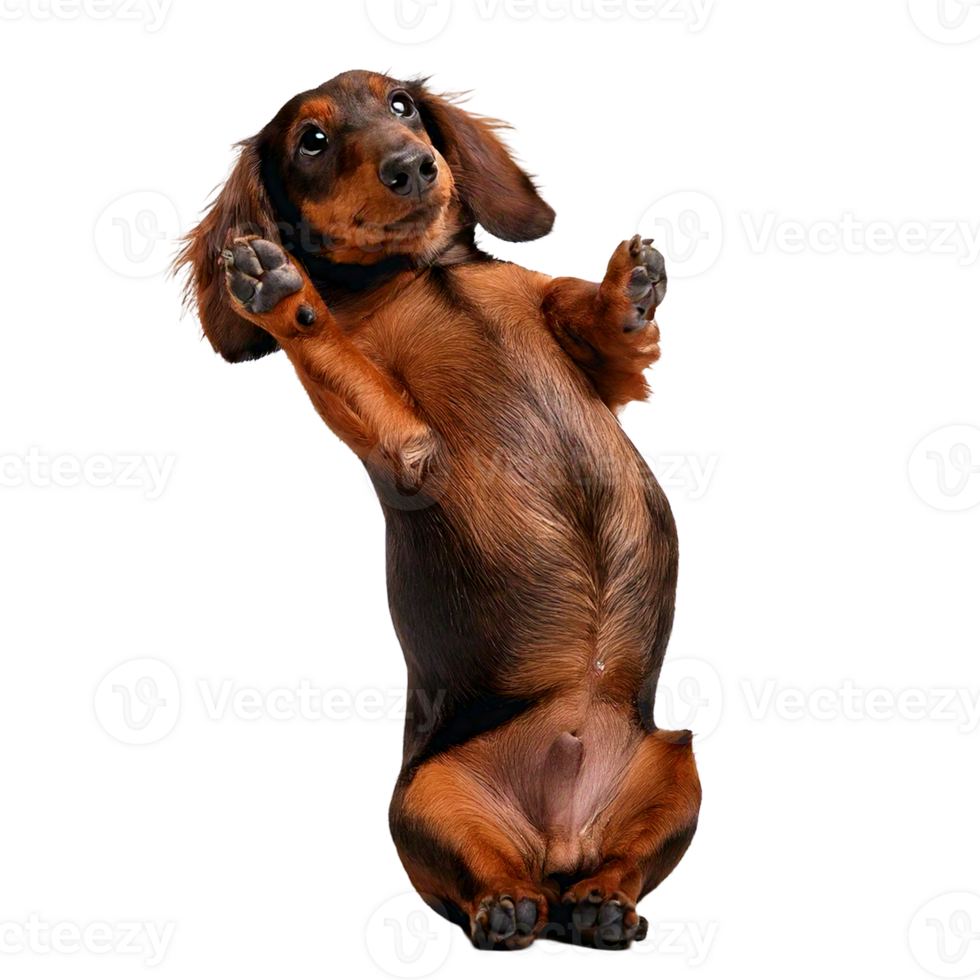 A Dachshund lying on its back with its paws up, asking for belly rub png